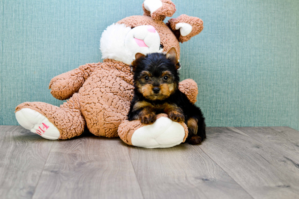 Meet Rascal - our Yorkshire Terrier Puppy Photo 