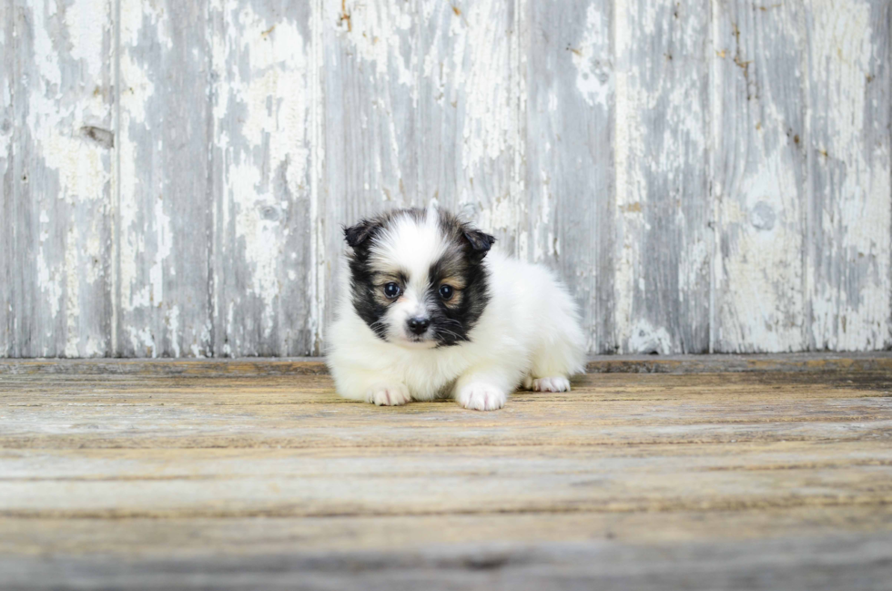 Akc Registered Pomeranian Baby