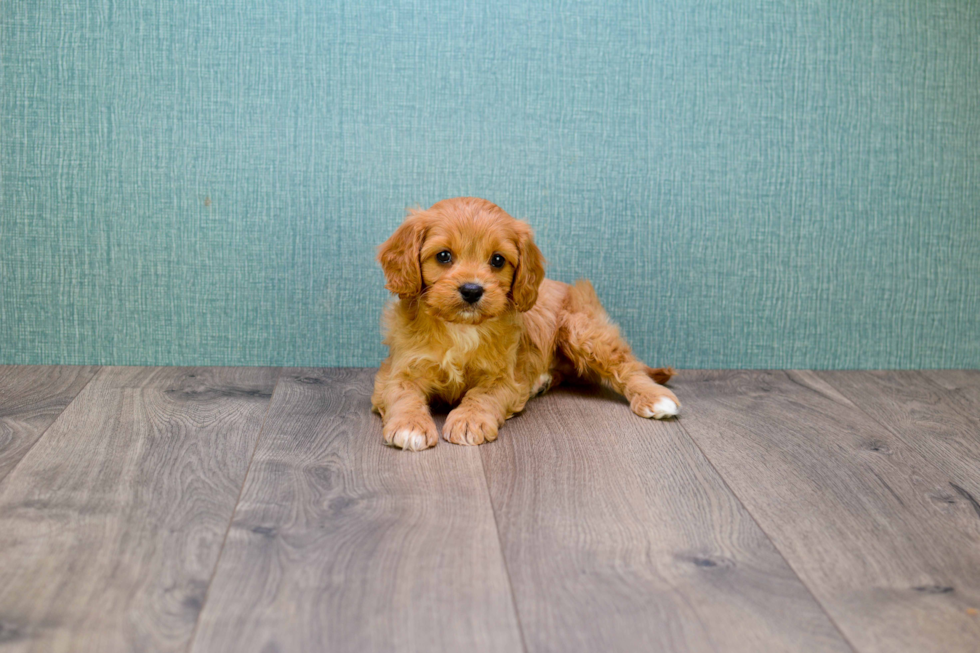 Petite Cavapoo Poodle Mix Pup