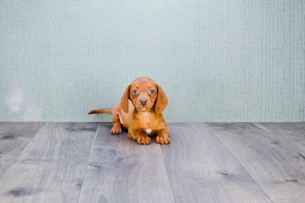 Dachshund Puppy for Adoption