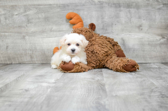 Popular Maltipoo Poodle Mix Pup