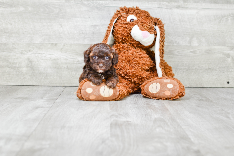 Adorable Pudle Purebred Puppy