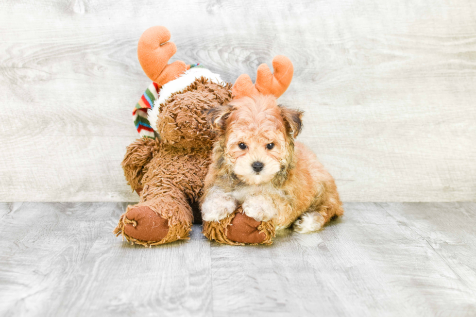 Morkie Pup Being Cute