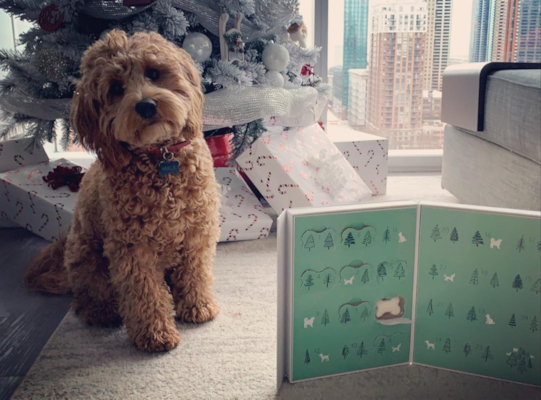 Are Cockapoos Good Dogs? A Closer Look at Their Nature