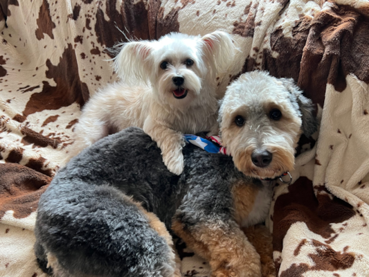 Are Mini Bernedoodles Aggressive? What Owners and Experts Say