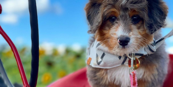 Are Mini Bernedoodles Good Family Dogs? What Life Really Looks Like