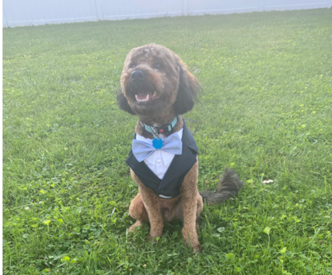 Are Mini Bernedoodles Hypoallergenic? Shedding, Allergies & More