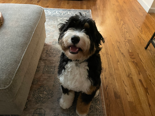 Are Mini Bernedoodles Smart? Intelligence, Trainability & Behavior