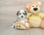 6 week old Aussiechon Puppy For Sale - Premier Pups
