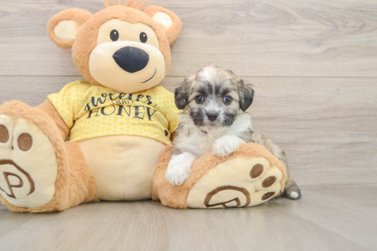 Energetic Aussie Bichon Designer Puppy