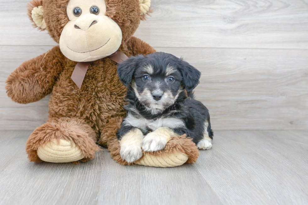 Happy Aussiechon Baby