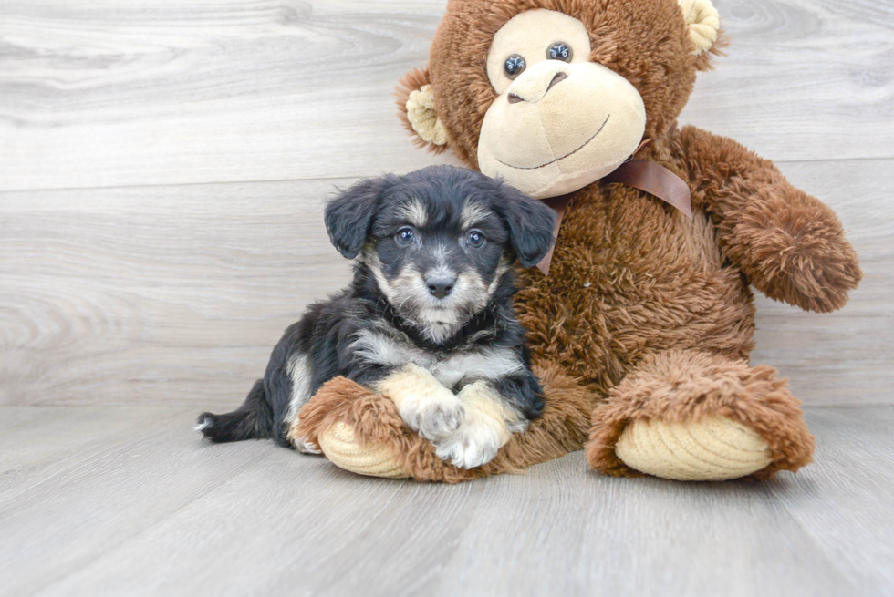 Best Aussiechon Baby