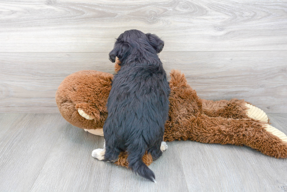 Petite Aussiechon Designer Pup