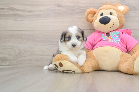 Energetic Aussie Bichon Designer Puppy