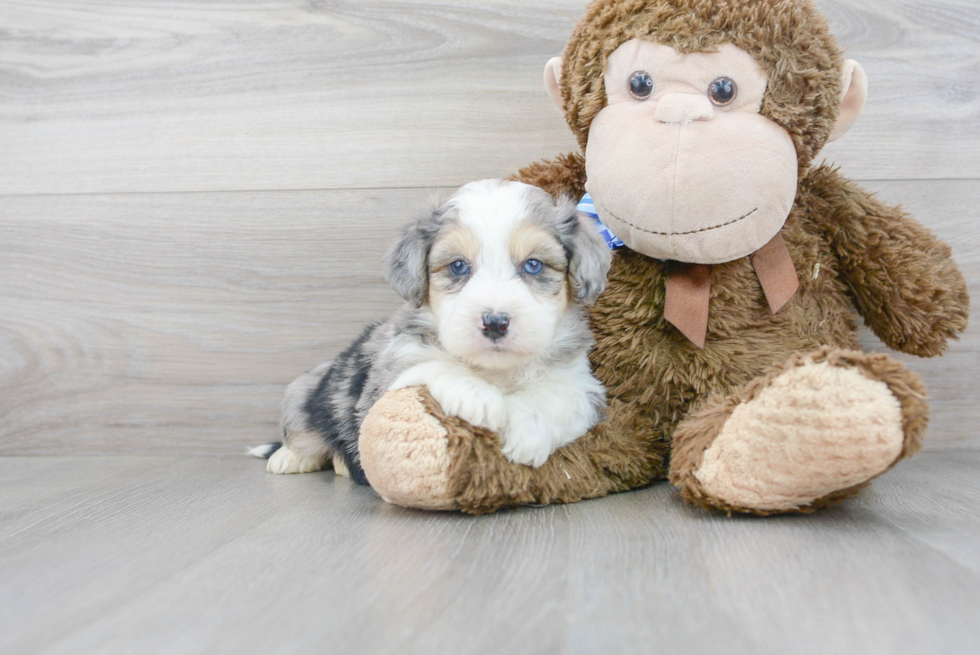 Aussiechon Puppy for Adoption