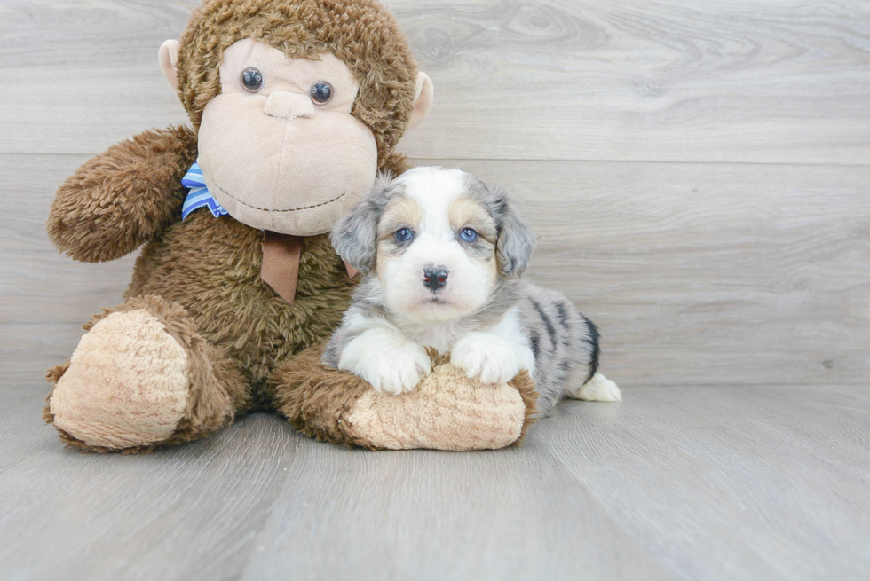 Aussiechon Pup Being Cute