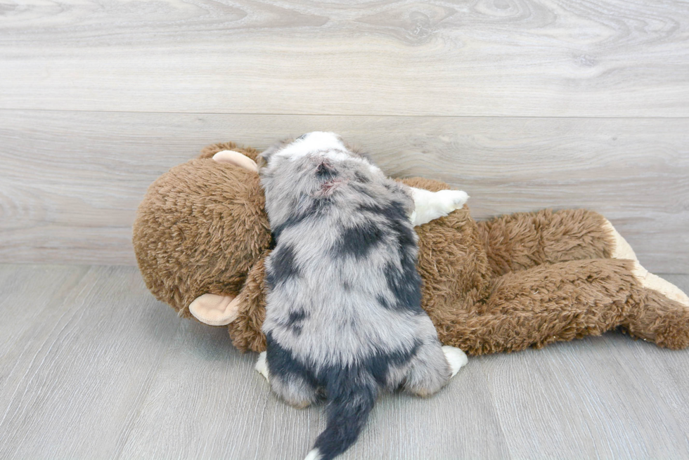 Adorable Australian Designer Puppy