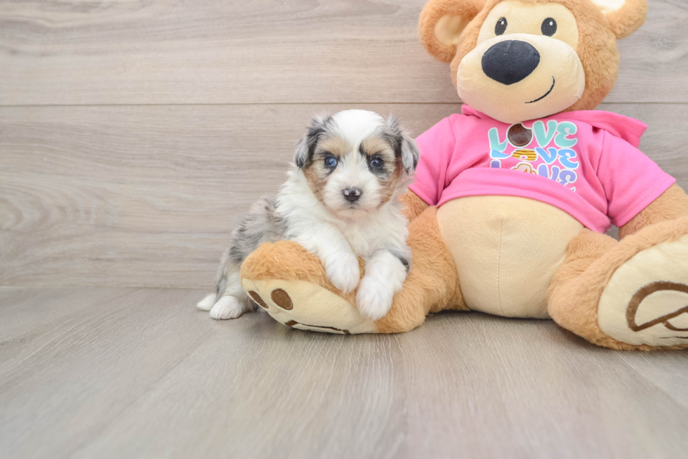 Little Aussie Bichon Designer Puppy