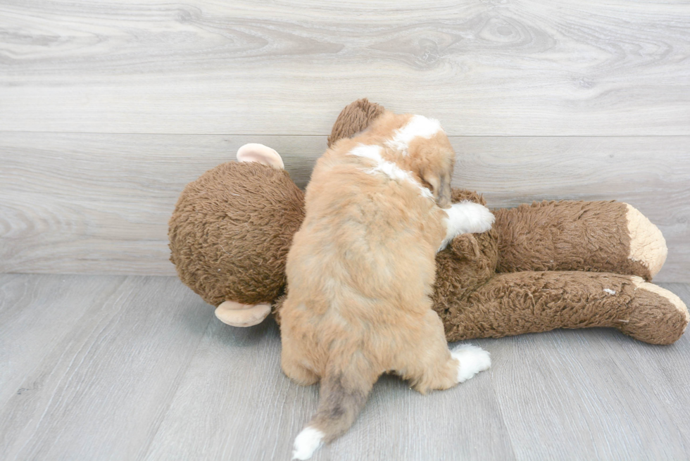 Best Aussiechon Baby