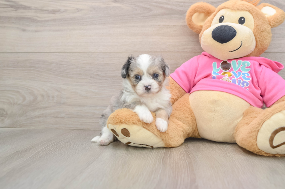 Petite Aussiechon Designer Pup