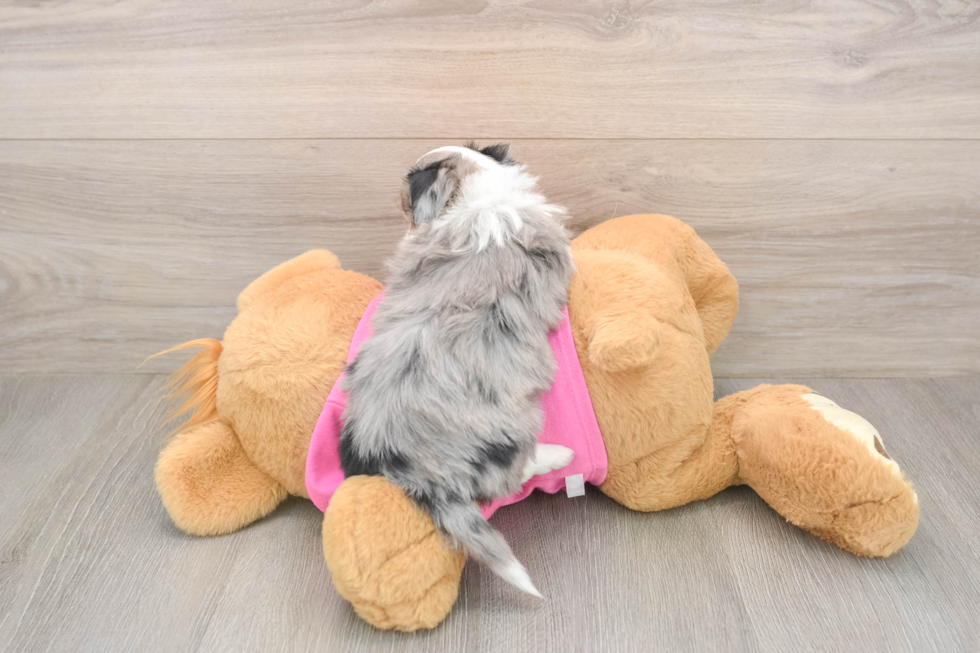 Small Aussiechon Baby