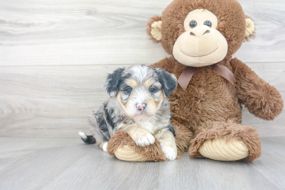 Fluffy Aussiechon Designer Pup