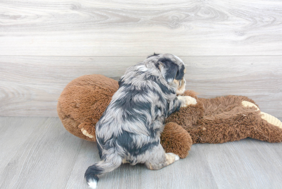 Little Australian Designer Puppy