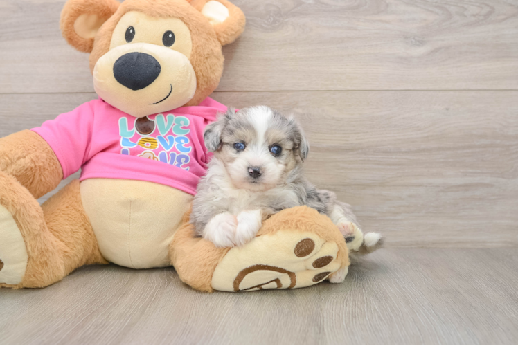 Aussiechon Puppy for Adoption