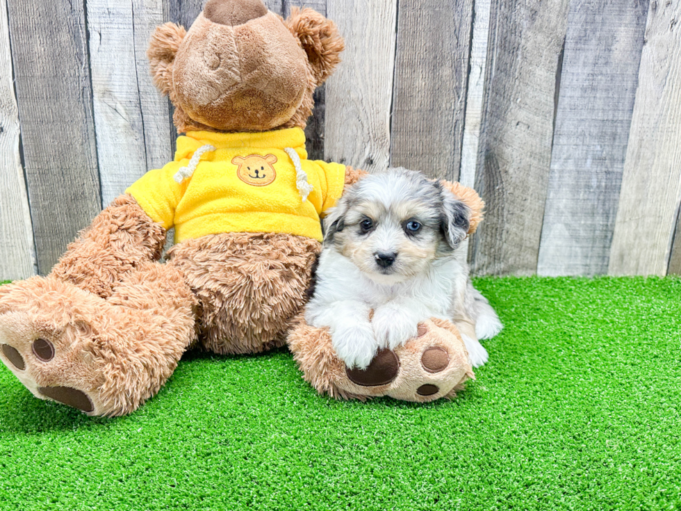 Popular Aussiechon Designer Pup