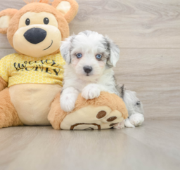 5 week old Aussiechon Puppy For Sale - Premier Pups