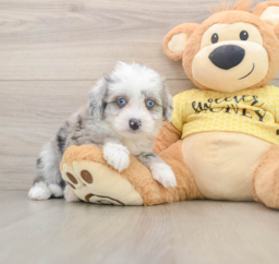 5 week old Aussiechon Puppy For Sale - Premier Pups