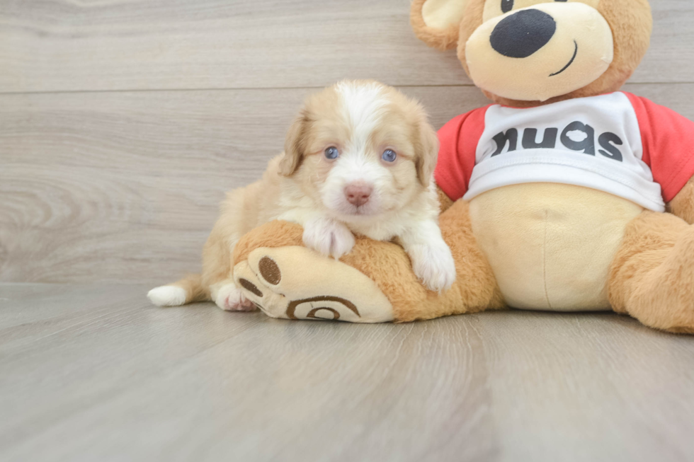 Aussiechon Pup Being Cute