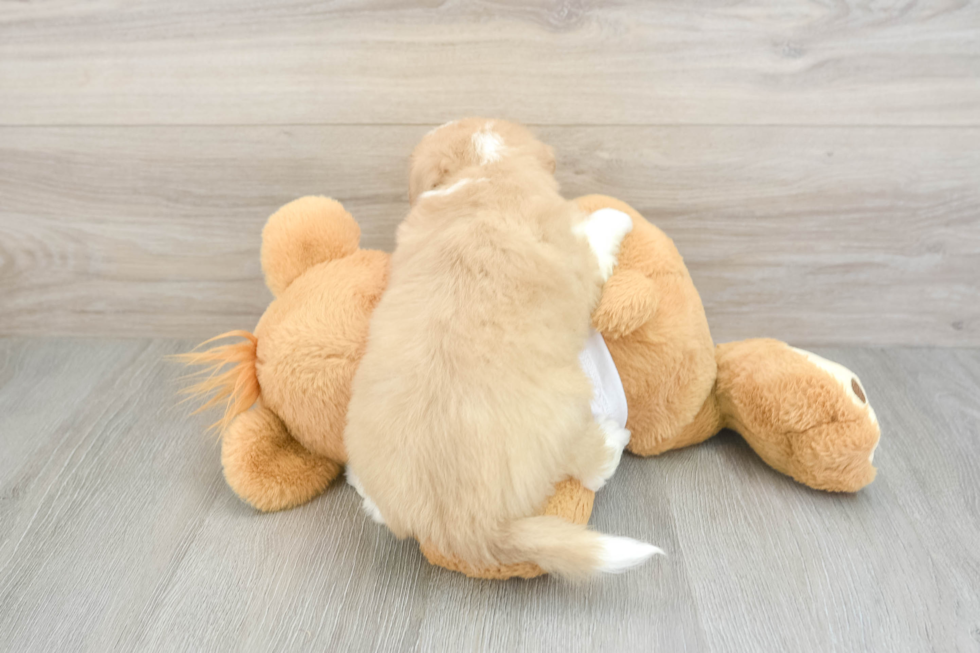 Aussiechon Puppy for Adoption