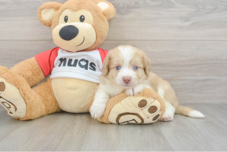 Small Aussiechon Baby