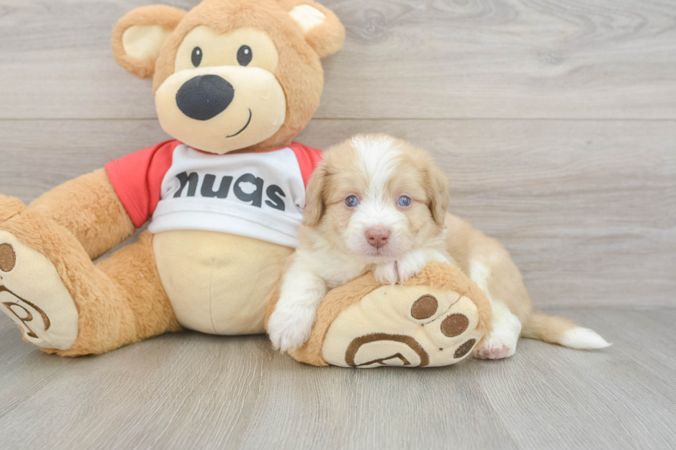 Small Aussiechon Baby