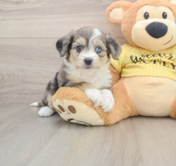 7 week old Aussiechon Puppy For Sale - Premier Pups