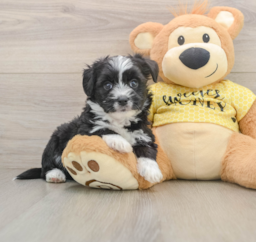7 week old Aussiechon Puppy For Sale - Premier Pups