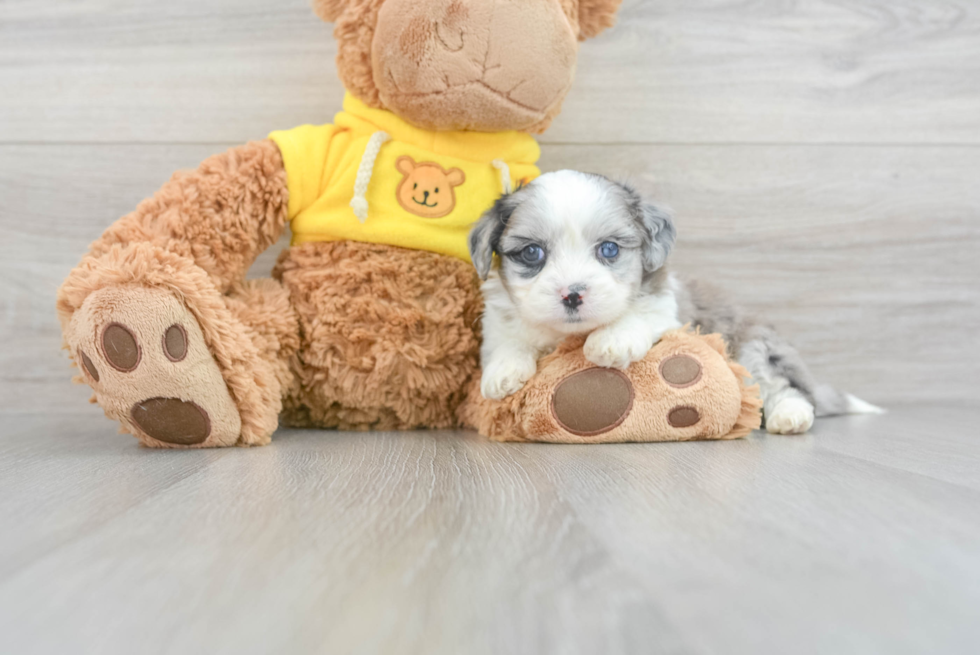 Petite Aussiechon Designer Pup