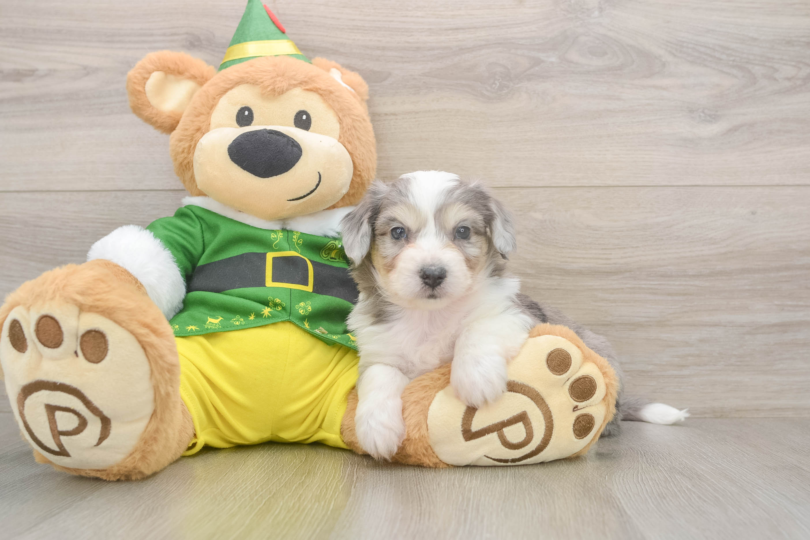 Petite Aussiechon Designer Pup