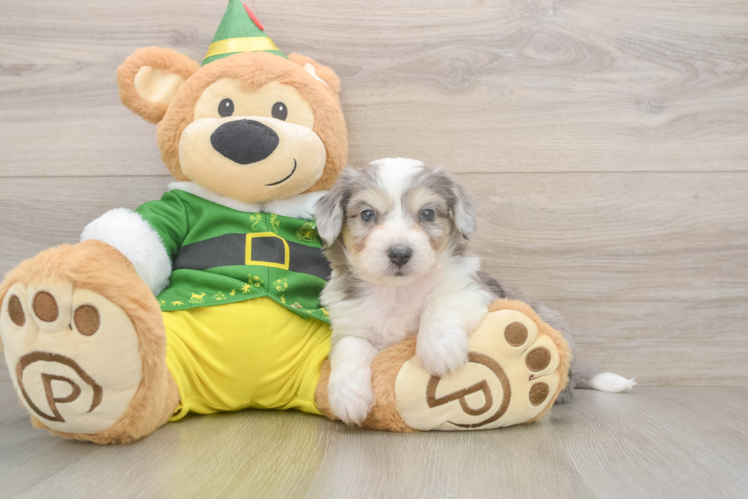 Petite Aussiechon Designer Pup