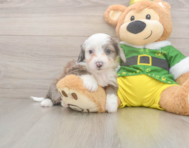 8 week old Aussiechon Puppy For Sale - Premier Pups