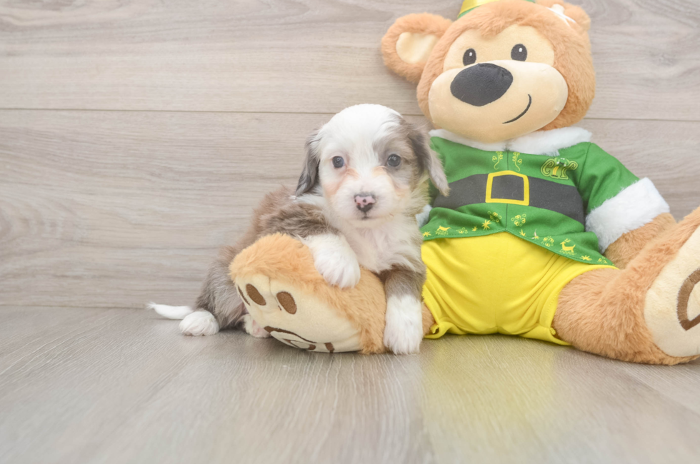 8 week old Aussiechon Puppy For Sale - Premier Pups