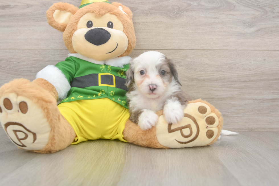 Best Aussiechon Baby