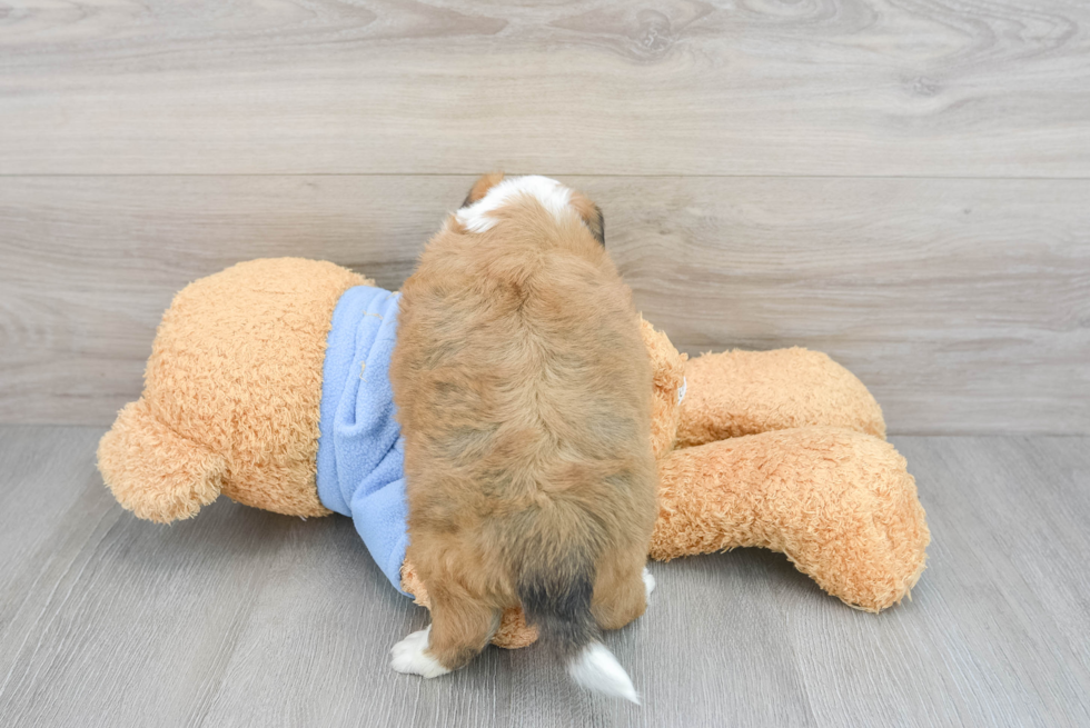 Cute Aussiechon Baby