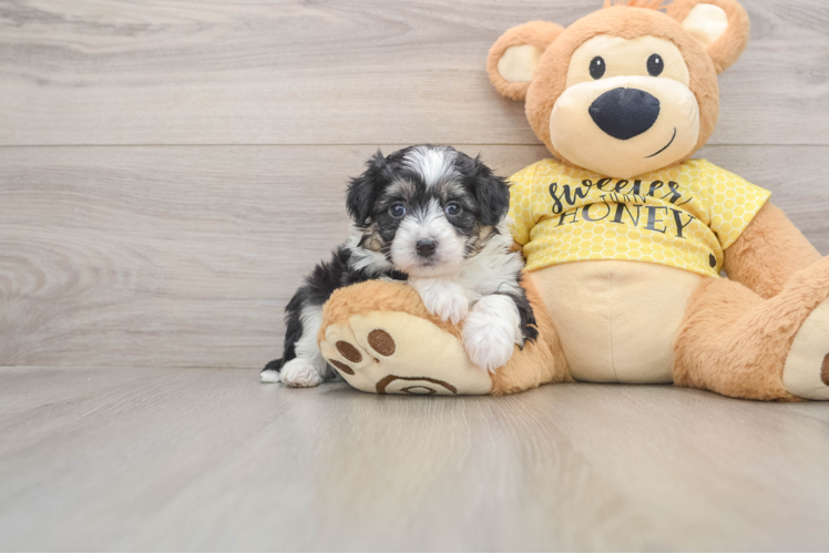 Adorable Aussie Bichon Designer Puppy