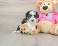 5 week old Aussiechon Puppy For Sale - Premier Pups