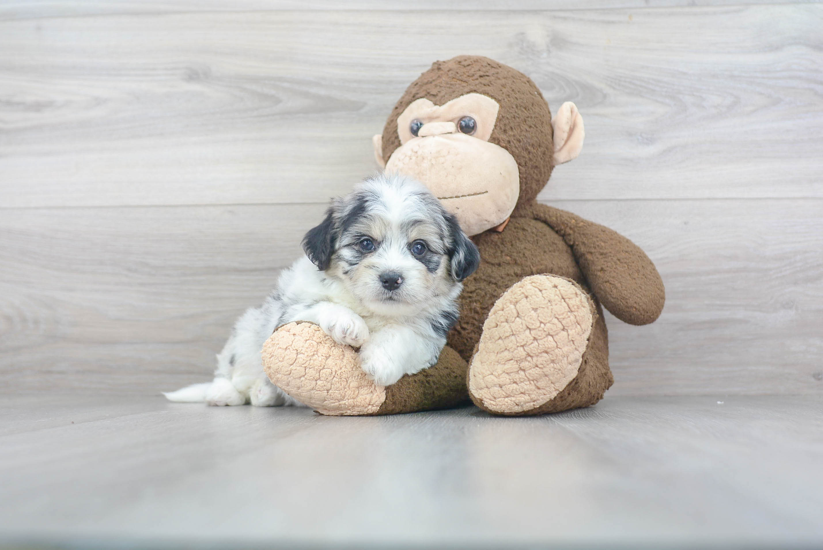 Funny Aussiechon Designer Pup