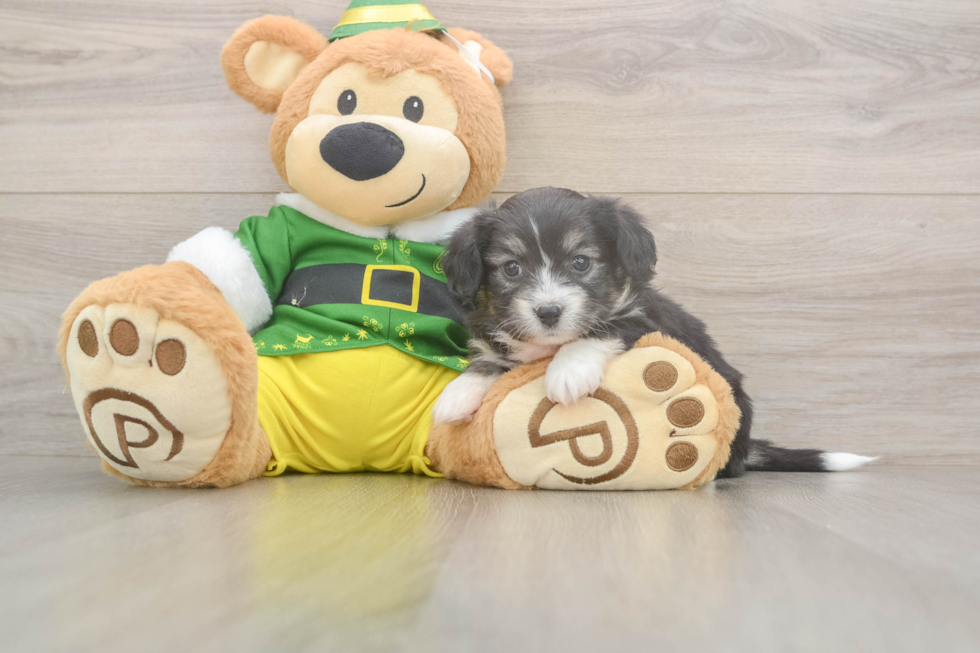 Aussiechon Puppy for Adoption