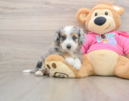 5 week old Aussiechon Puppy For Sale - Premier Pups