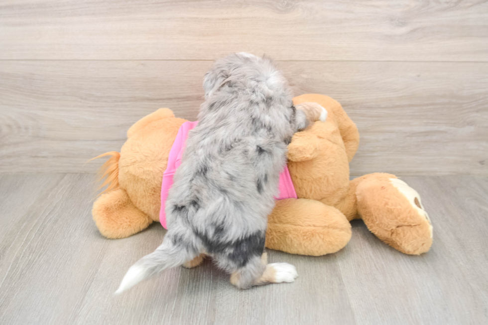 Energetic Aussie Bichon Designer Puppy